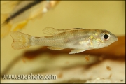 Biotoecus opercularis Tapajos