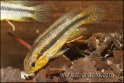 Apistogramma cf. agassizi Curuai