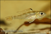 Biotoecus opercularis Tapajos