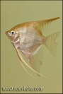 Pterophyllum scalare 6-7 cm (river floating into Xingu at Vitoria)