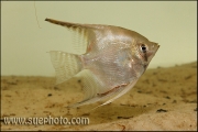 Pterophyllum scalare 6-7 cm (river floating into Xingu at Vitoria)