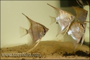 Pterophyllum scalare 6-7 cm (river floating into Xingu at Vitoria)