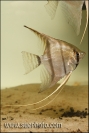 Pterophyllum scalare 6-7 cm (river floating into Xingu at Vitoria)