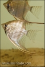 Pterophyllum scalare 6-7 cm (river floating into Xingu at Vitoria)