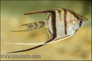 Pterophyllum scalare Rio Cururo