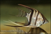 Pterophyllum scalare Rio Cururo