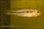 Apistogramma roraimae Rio Uraricoera