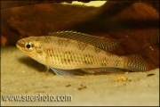 Dicrossus maculatus Tapajos