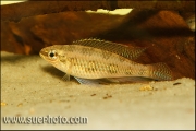 Dicrossus maculatus Tapajos