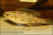 Dicrossus maculatus Tapajos