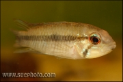 Apistogramma roraimae Rio Uraricoera