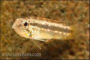 Apistogramma paucisquamis Daraã Rio Negro