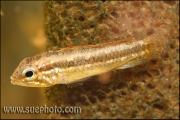 Apistogramma paucisquamis Daraã Rio Negro