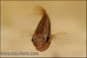 Apistogramma paucisquamis Daraã Rio Negro