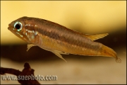 Apistogramma paucisquamis Daraã Rio Negro