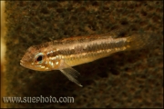 Apistogramma paucisquamis Daraã Rio Negro