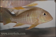 Geophagus altifrons TOCANTIS