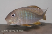 Geophagus altifrons TOCANTIS