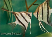 Pterophyllum scalare Santa Isabel NEGRO