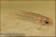 Apistogramma sp. Tefe