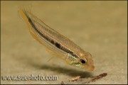 Apistogramma sp. Tefe