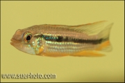 Apistogramma sp. Tefe