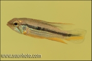 Apistogramma sp. Tefe