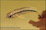 Apistogramma sp. Tefe