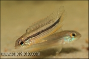 Apistogramma sp. Tefe