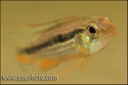 Apistogramma sp. Tefe