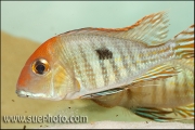 Geophagus sp. Red Head Tapajos