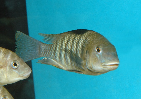 Petrochromis famula Kaiser