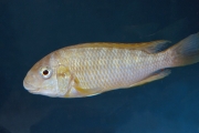 Petrochromis sp. Tricolor gold zambia