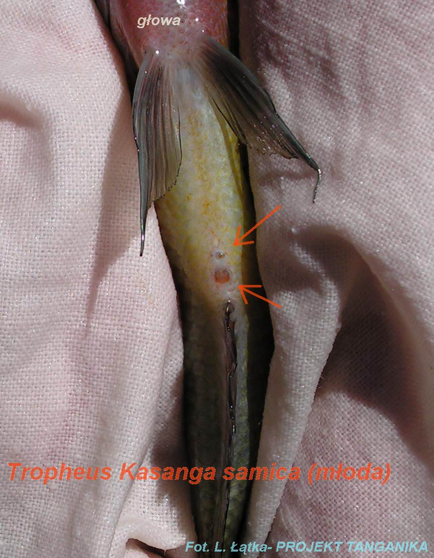 Tropheus sp. Kasanga - młoda samica
