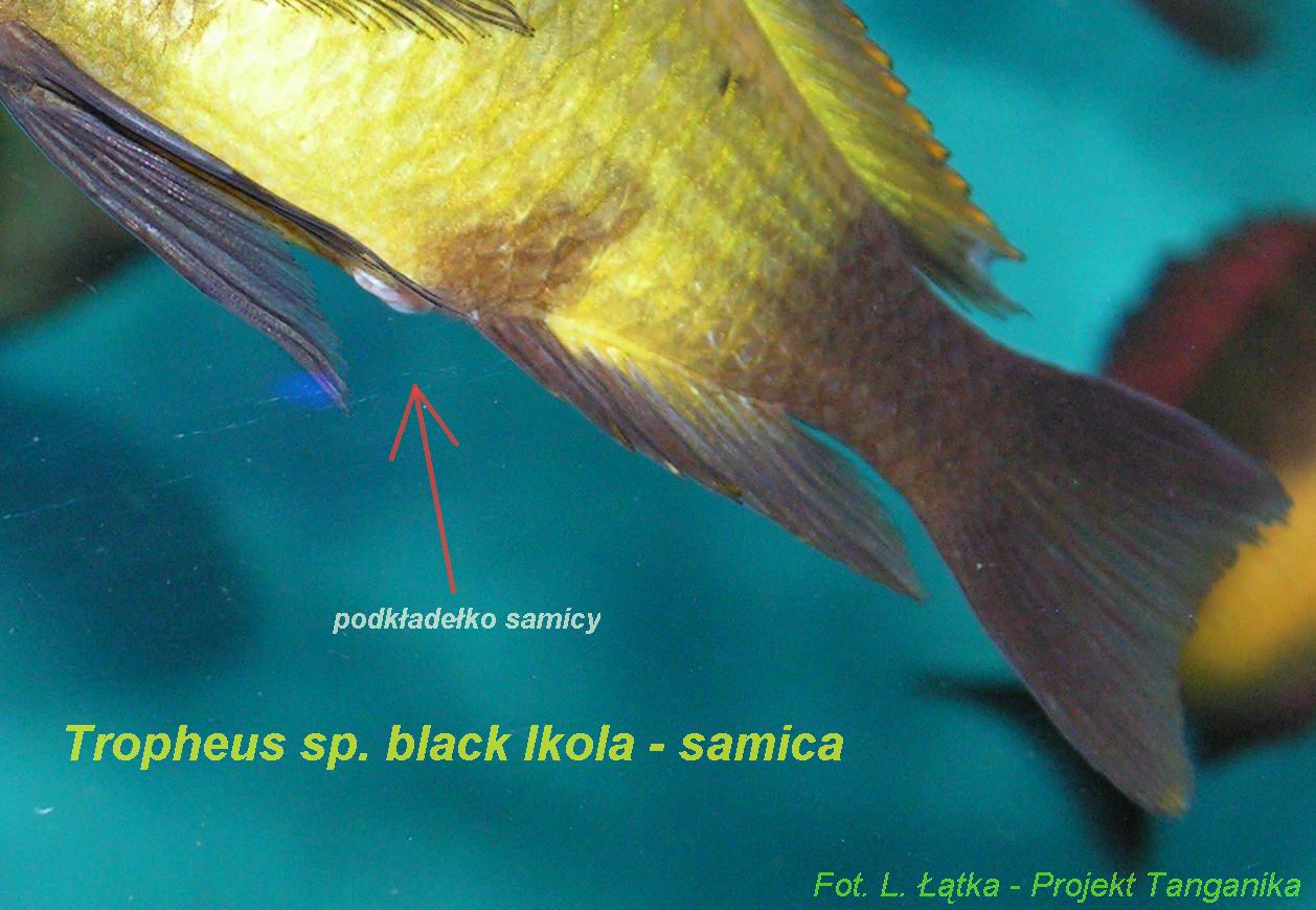 Tropheus sp. Ikola - samica