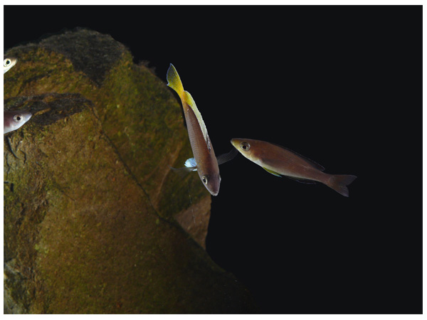 Cyprichromis sp. "Leptosoma Jumbo" Mpimbwe Yellow Head