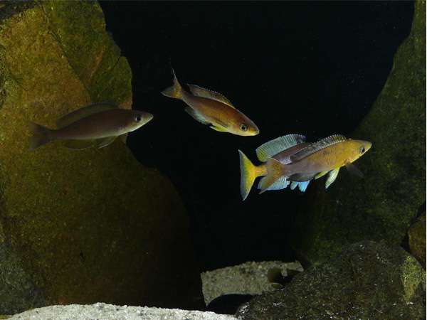 Cyprichromis sp. "Leptosoma Jumbo" Mpimbwe Yellow Head