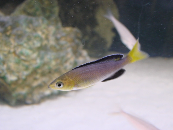 Cyprichromis leptosoma Jumbo Mpimbwe Yellow Head