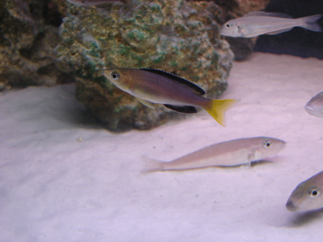 Cyprichromis leptosoma Jumbo Mpimbwe Yellow Head