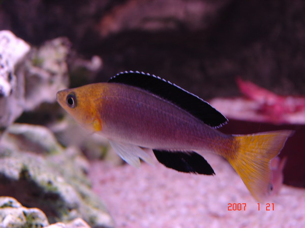 Cyprichromis leptosoma tricolor