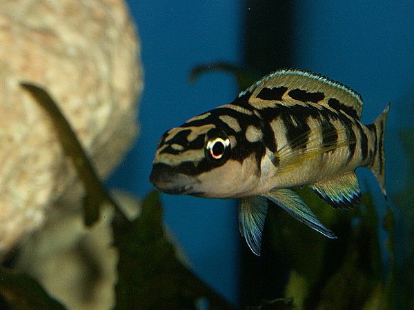 Julidochromis transcriptus (Naskalnik wężogłowy)