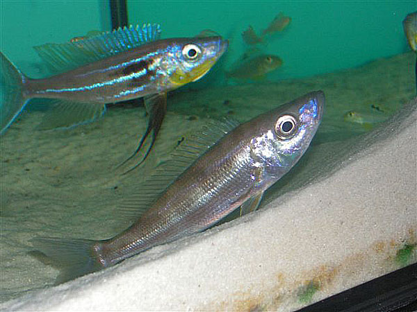 Bentochromis tricoti