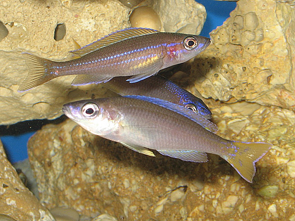 Cyprichromis leptosoma i Paracyprichromis nigripinnis