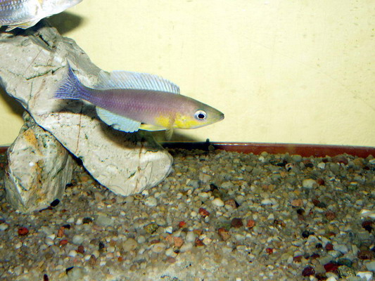 Cyprichromis leptosoma Kigoma