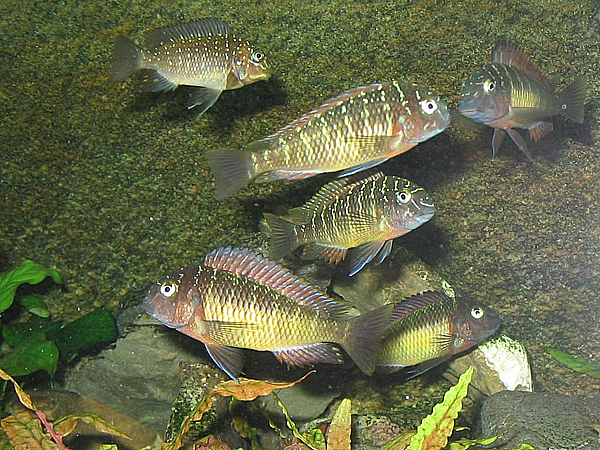 Tropheus sp. Kasanga i młody Petrochromis trevawasae