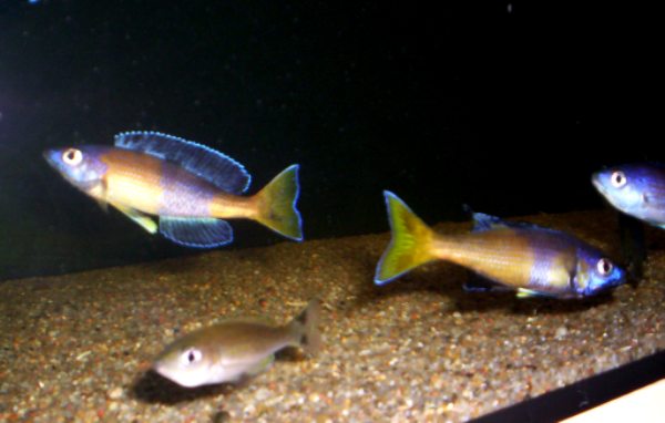 Cyprichromis leptosoma jumbo Kitumba