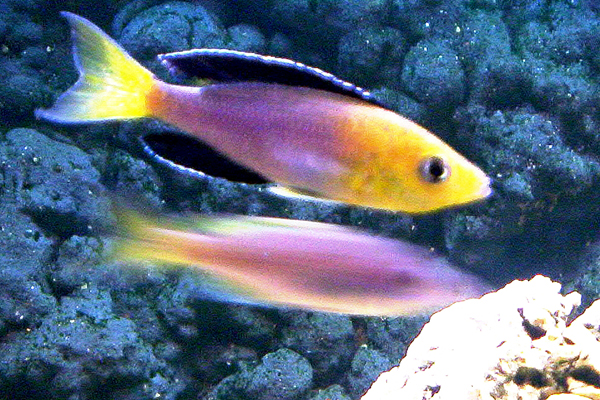 Cyprichromis leptosoma jumbo yellow head cape mpimbwe