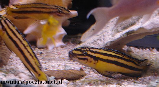 Julidochromis regani Kipili