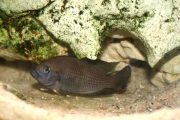 Variabilichromis moori