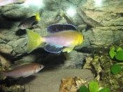 Cyprichromis leptosoma jumbo yellow head Cape Mpimbwe